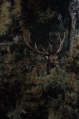 画像6: BLESS　 N°80 Sleeveliner　 col.Ancient Forest 